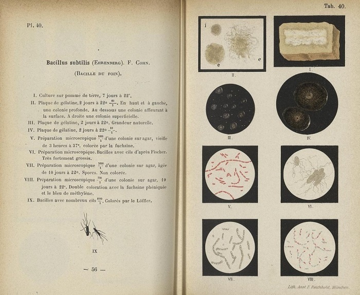 bacillus_subtilis_1.jpg