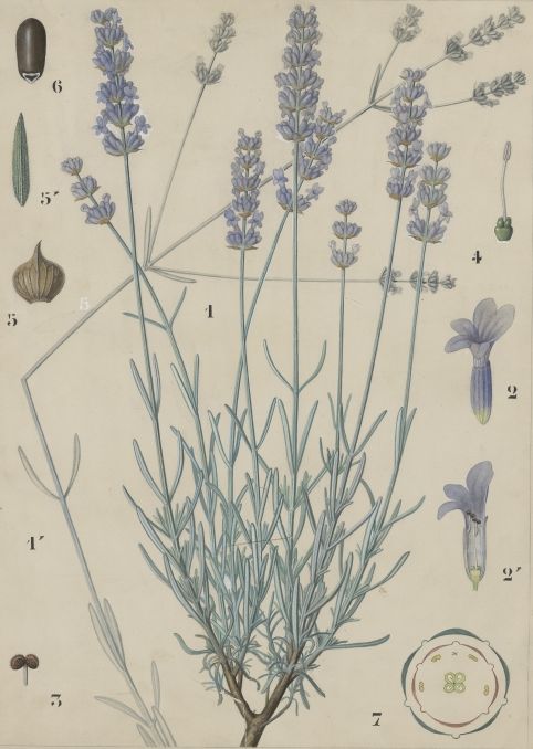 lavandula_officinalis_lavande_officinale.jpg