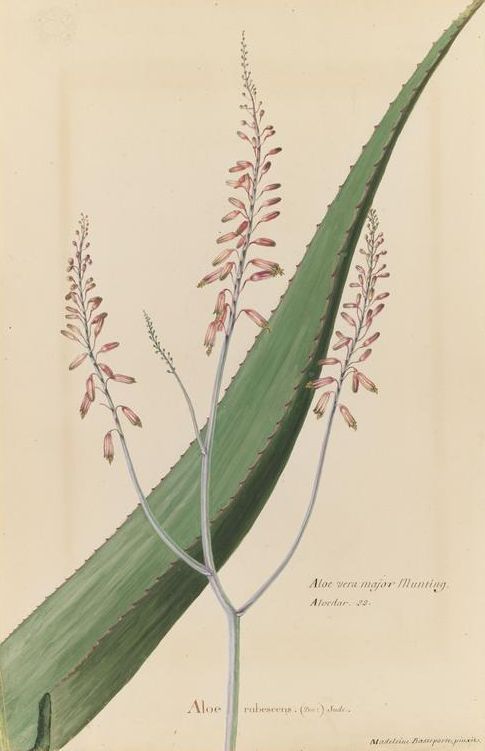 aloes_mnhn_basseporte.jpg