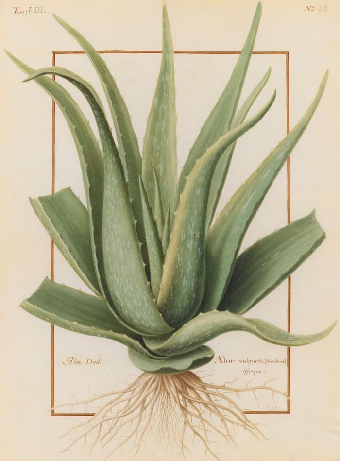 aloes_mnhn_robert.jpg