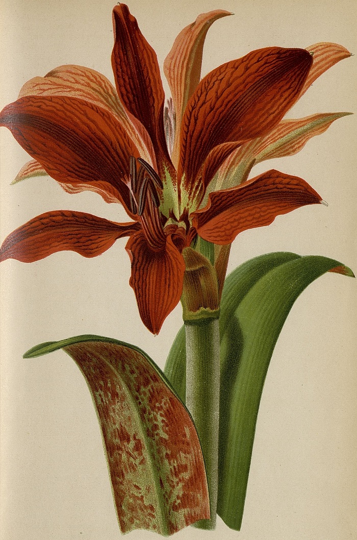 amaryllis_snhf_0.jpg