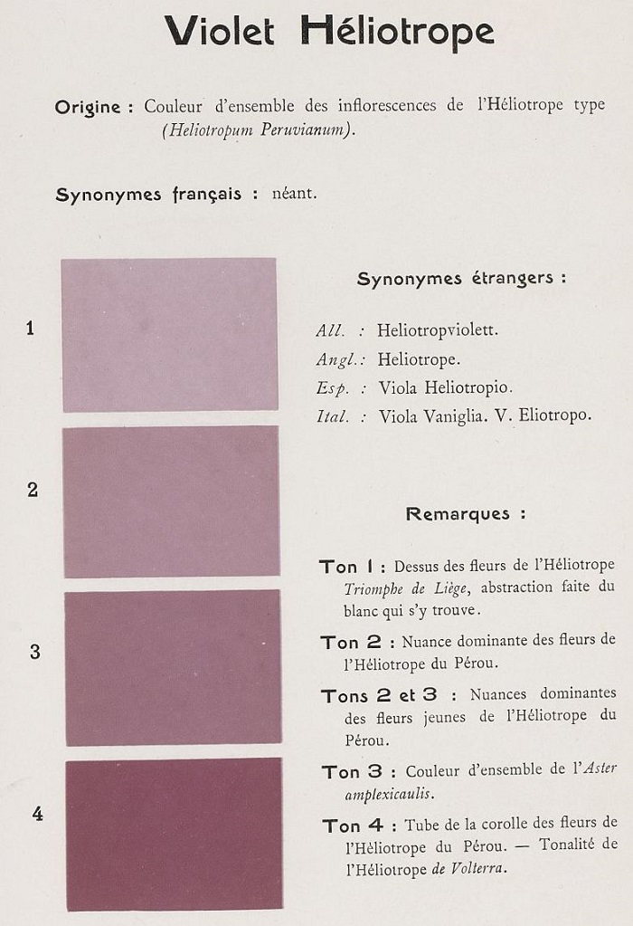 heliotrope_mnhn_202929_0292.jpg