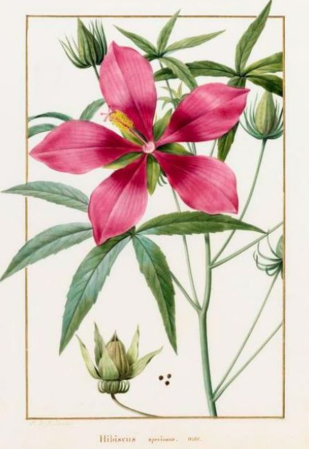 hibiscus_mnhn.jpg