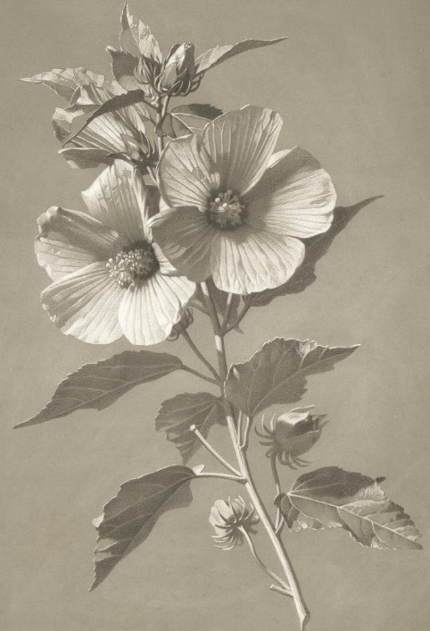 hibiscus_valenciennes.jpg