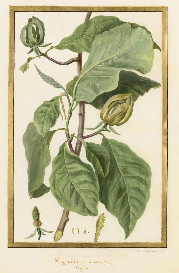 magnolia_acuminata_mnhn.jpg