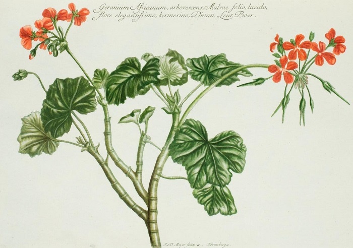 pelargonium_bhl1.jpg