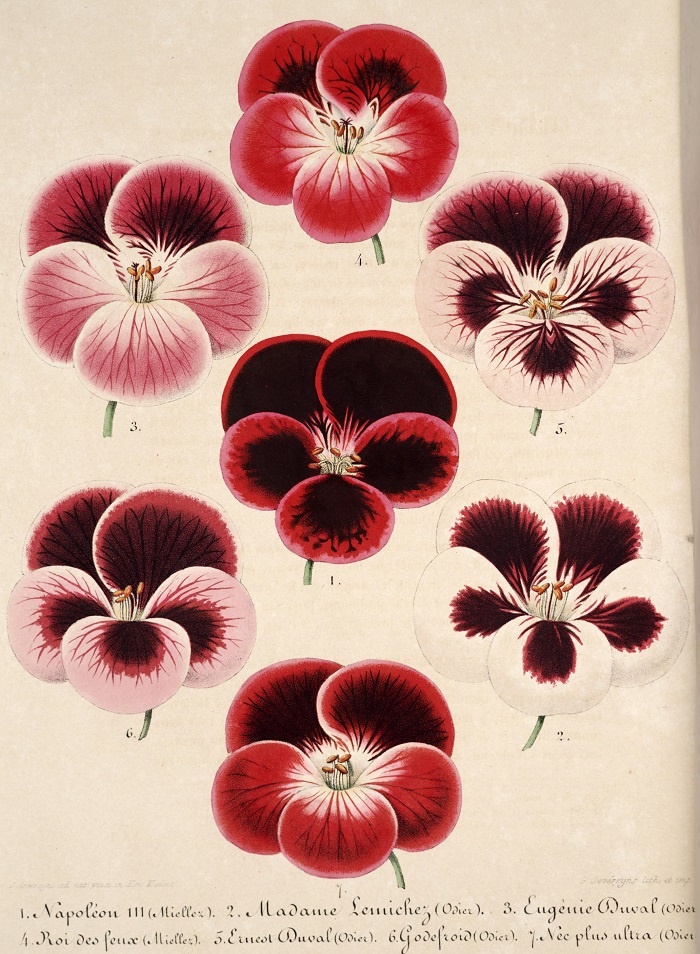 pelargonium_bhl2.jpg