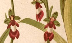 Accéder à la page "Ophrys mouche"