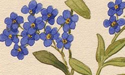 Accéder à la page "Myosotis"