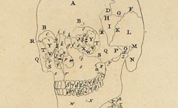 ALBINUS, Bernhard Siegfried (1697-1770) Tabulae sceleti et musculorum corporis humani