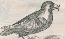 ALDROVANDI, Ulisse (1522-1605) Ornithologiae