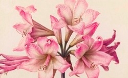 Accéder à la page "Amaryllis"