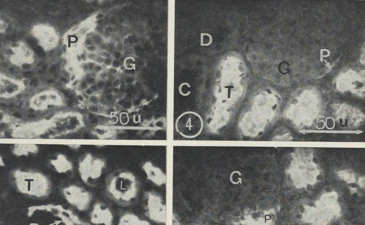 Accéder à la page "Annales de l'Institut Pasteur : journal de microbiologie"