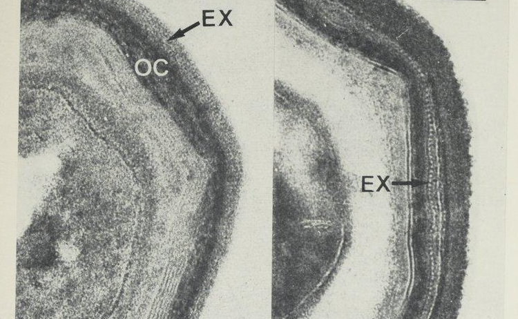 Accéder à la page "Annales de microbiologie"