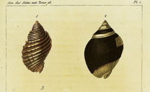 Accéder à la page "Annales des sciences naturelles"