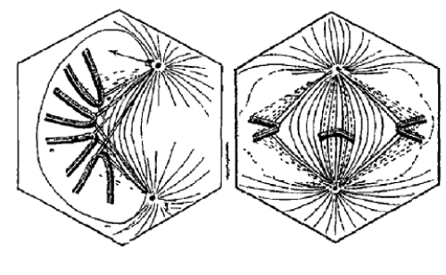 Accéder à la page "Année biologique (L')"