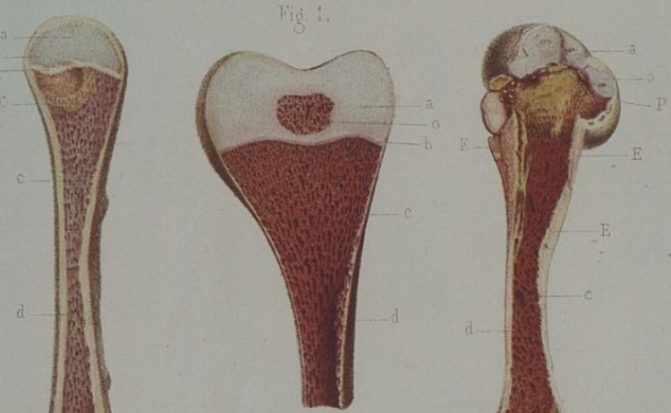 Accéder à la page "Archives de physiologie normale et pathologique"