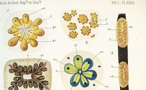 Accéder à la page "Archives de zoologie expérimentale et générale"