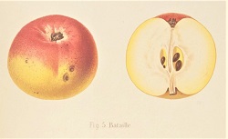 Atlas des meilleures variétés de fruits à cidre, A. Truelle, 1896