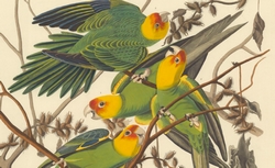 The birds of America, Carolina Parrot, 1828