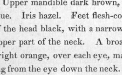 AUDUBON, John James (1785-1851) Ornithological biography