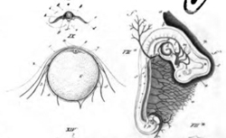 BAER, Karl Ernst von (1792-1876) De ovi mammalium et hominis genesi