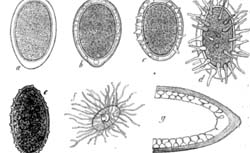 BARY, Anton de (1831-1888) Morphologie und Physiologie der Pilze, Flechten und Myxomycèten