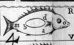 BORELLI, Giovanni Alfonso (1608-1679) De motu animalium