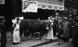 Agence de presse Mondial Photo-Presse. Boeuf : devant une boucherie