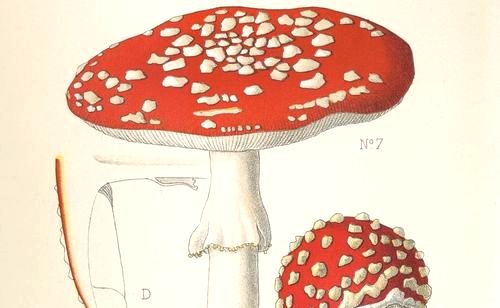 Léon Rolland, Atlas des champignons de France, Suisse et Belgique, 1910