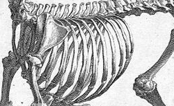 CHESELDEN, William (1688-1752) Osteographia