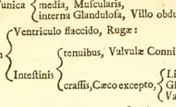 CHESELDEN, William (1688-1752) The anatomy of the humane body