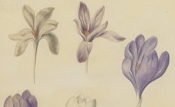 Accéder à la page "Crocus"