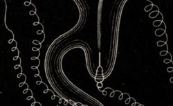 CROOKES, William (1832-1919) On radiant matter