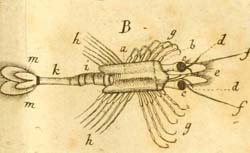 FABRICIUS, Otto (1744-1822) Fauna Groenlandica