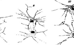 FLEMING, Walther (1843-1905) Zellsubstanz, Kern und Zelltheilung