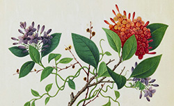 Fleurs [peinture], Yoeequa Painter, 1830-1840