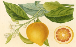 Antoine Risso et Antoine Poiteau, Histoire naturelle des orangers, 1818