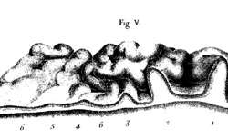 GALL, Franz Joseph (1758-1828), SPURZHEIM, Johann (1776-1832) Recherches sur le système nerveux en général et sur celui du cerveau en particulier