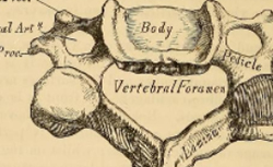 GRAY, Henry (1827-1861) Anatomy descriptive and surgical