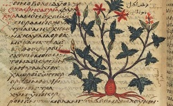 De materia medica, Dioscorides. Grec 2179. 9e siècle