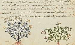  Collectanea medica et collectiones remediorum, Antidotaria, Iatrica, etc. Grec 2183. 15e siècle