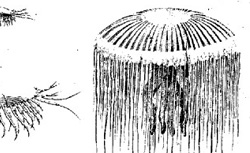 GROTTHUSS, Theodor von (1785-1822) Ueber die chemische Wirksamheit des Lichtes und der Electricität