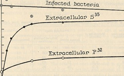 HERSHEY, Alfred (1908-1997), CHASE, Martha (1927-2003) Independent functions of viral protein and nucleic acid in growth of bacteriophage