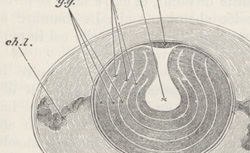 HERTWIG, Oscar (1849-1922) Lehrbuch der Entwicklungsgeschichte des Menschen und der Wirbelthiere