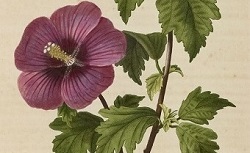 Accéder à la page "Hibiscus"