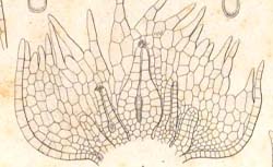 HOFMEISTER, Wilhelm (1824-1877) Vergleichende Untersuchungen der Keimung, Entfaltung und Fruchtbildung höherer Kryptogamen