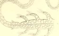 HOOKER, Joseph Dalton (1817-1911) Outlines of the distribution of Arctic plants