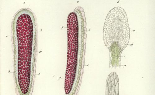 Accéder à la page "Annales des sciences naturelles. Botanique"