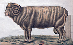 Le mouton, E. Thierry, 1901